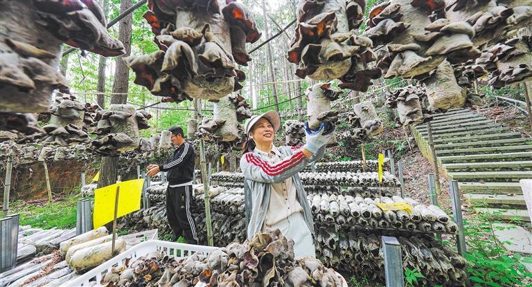 发展产业调研】林下生金冰球突破游戏【高质量(图3)