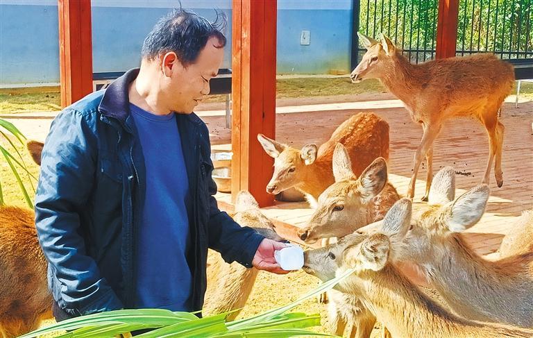 发展产业调研】林下生金冰球突破游戏【高质量(图2)